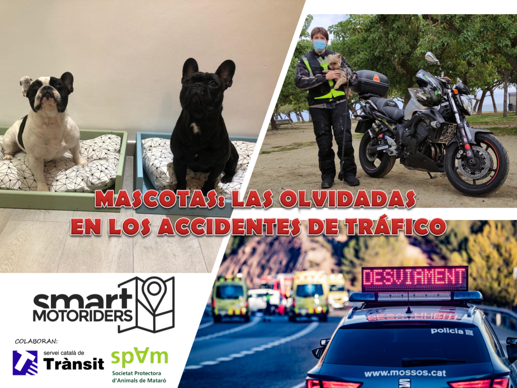 Mascotas: las olvidadas en accidentes de&nbsp;tráfico