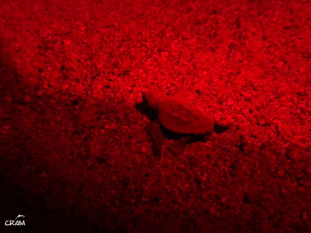 48 tortugas marinas nacen en Sant Feliu de Guíxols